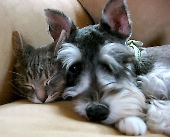 Schnauzer and cat