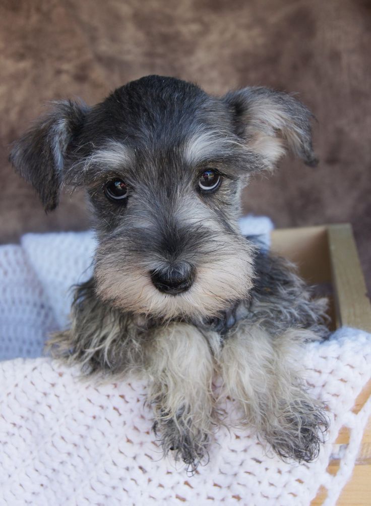 Schnauzer cute face