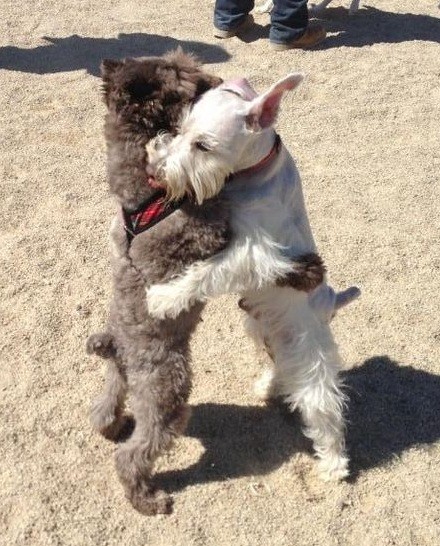 Schnauzer friends