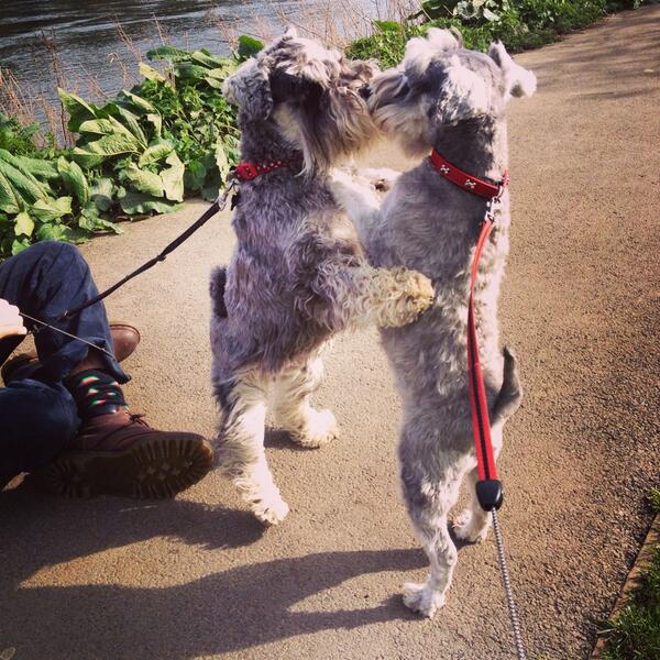 Schnauzer friendship