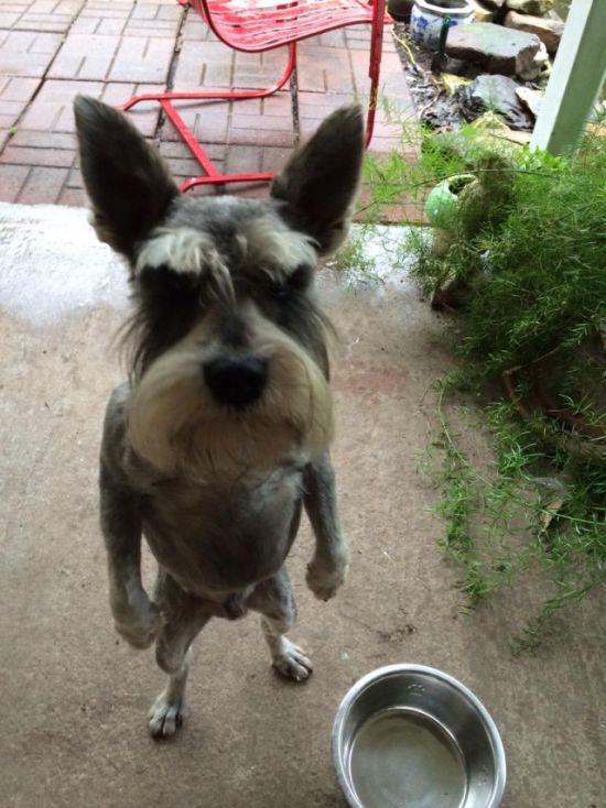 Schnauzer funny dog