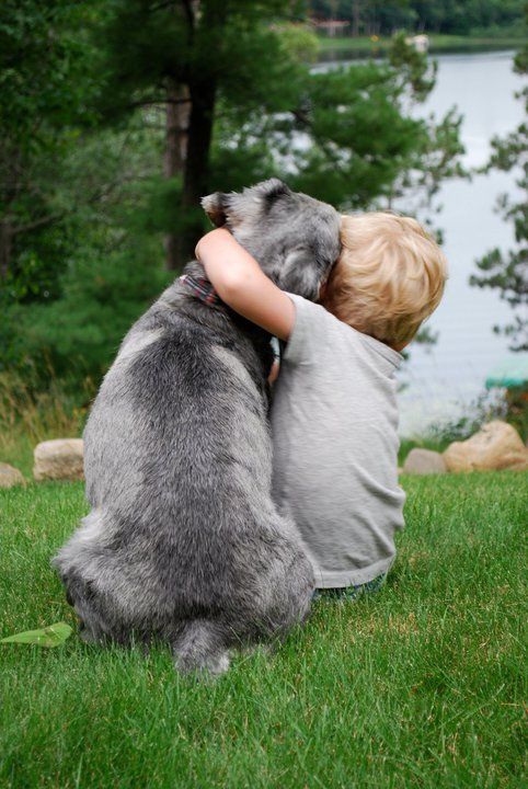 Schnauzer hugging child