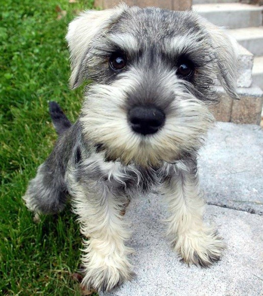 Schnauzer look