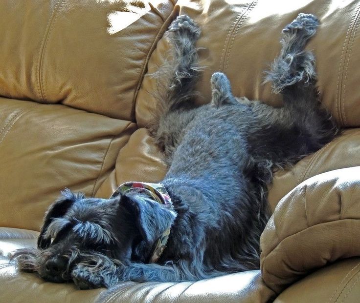 Schnauzer sleeping funny