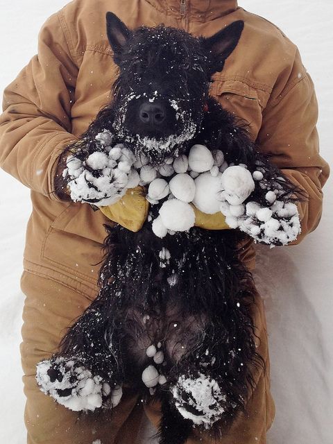 Schnauzer snow