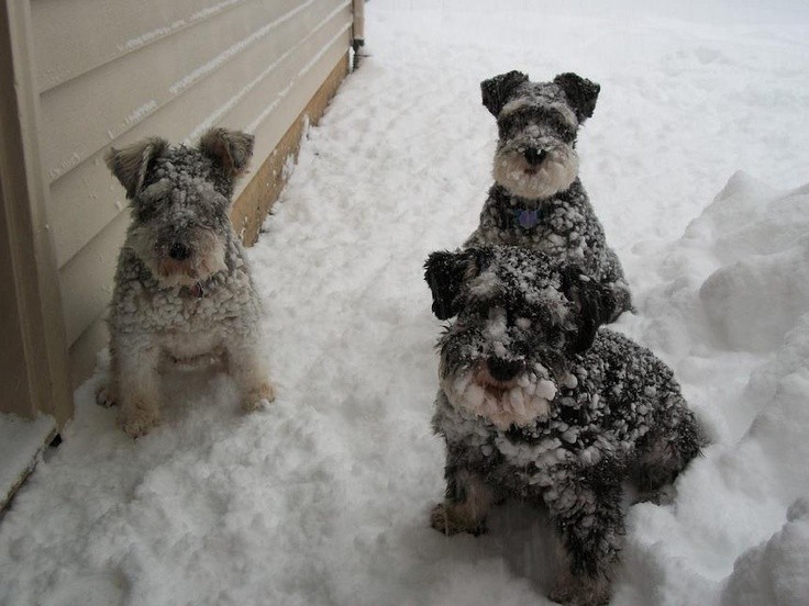 Schnauzer winter