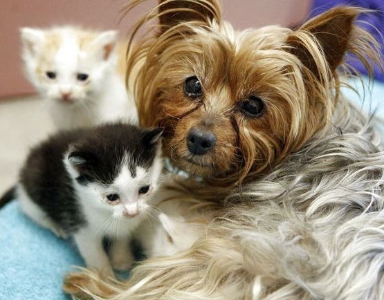Yorkshire Terrier and kittens