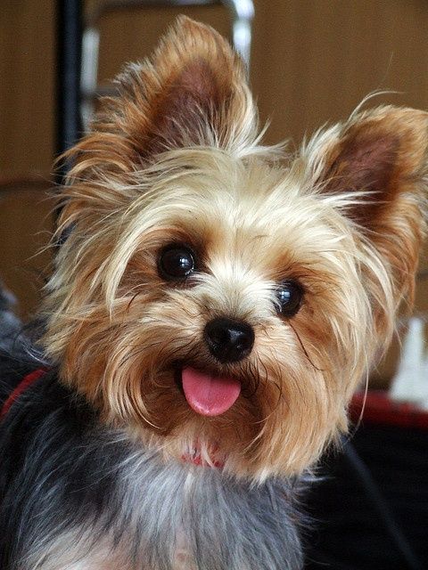 Yorkshire Terrier face