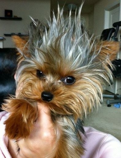 Yorkshire Terrier hairstyle