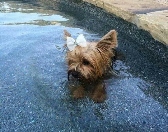 Yorkshire Terrier in water