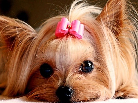 Yorkshire Terrier looking