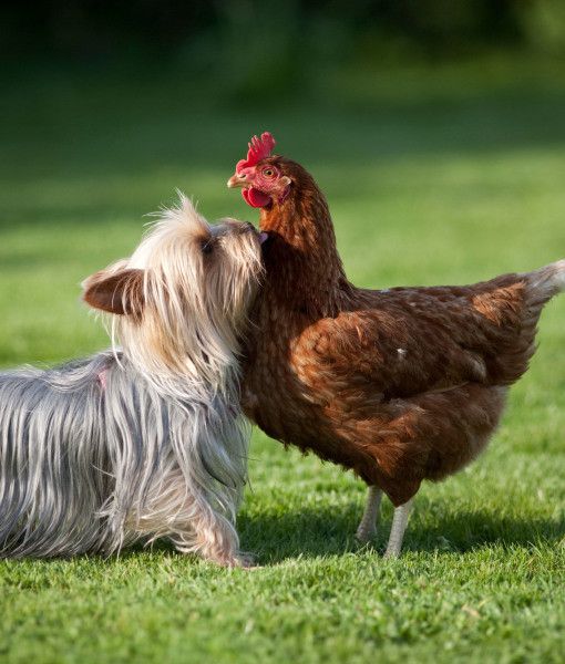 Yorkshire Terrier photo