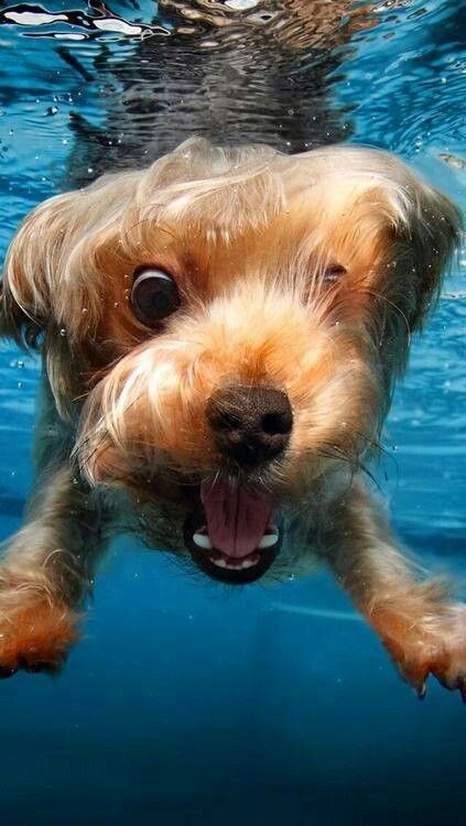 Yorkshire Terrier swimming