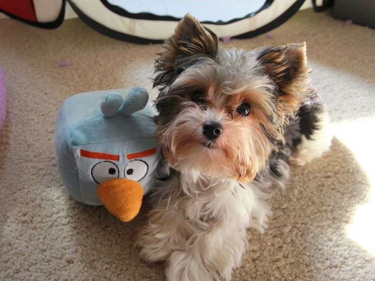 Yorkshire Terrier toy