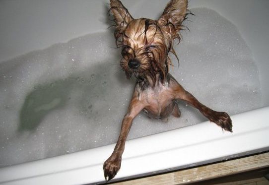 Yorkshire Terrier wet