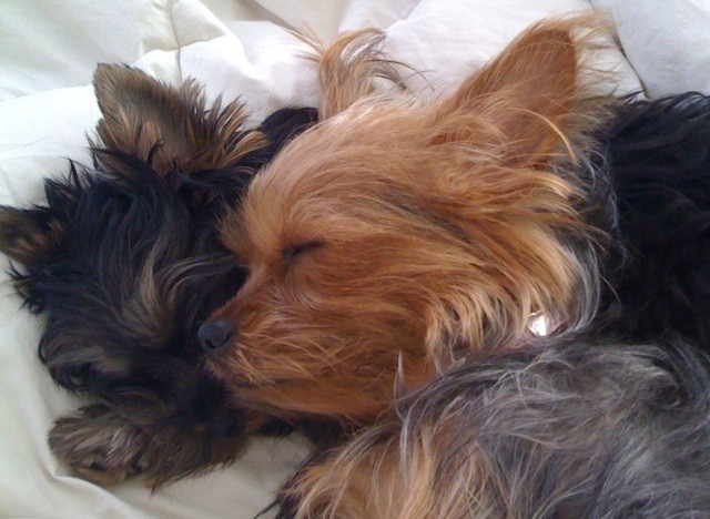 Yorkshire Terriers sleeping