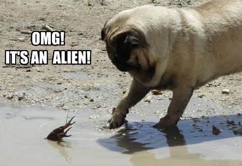 alien pug meme