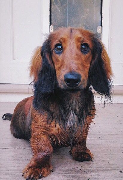 awesome dachshund photo