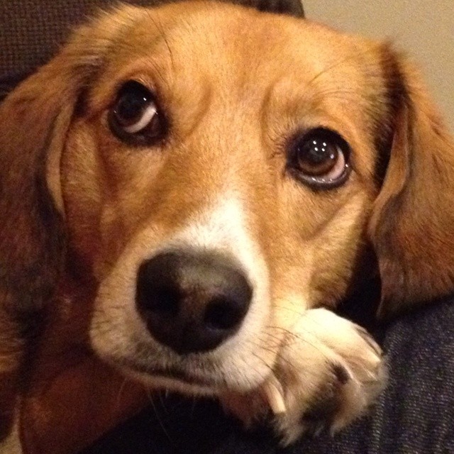 awesome eyes beagle photo