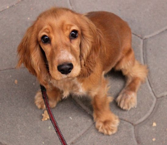 awesome eyes cocker spaniel