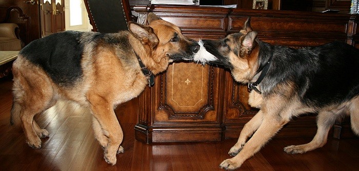 awesome german shepherds