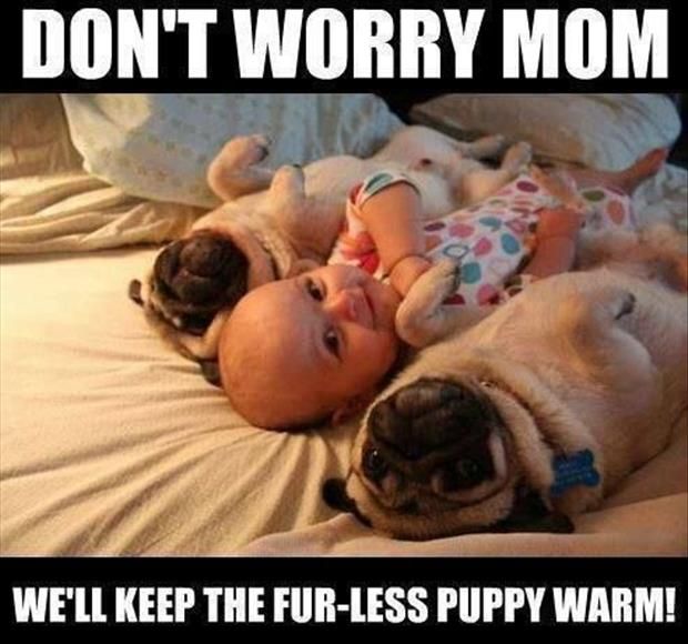 baby pug meme funny