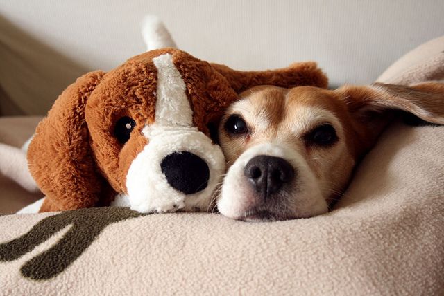 beagle bear love