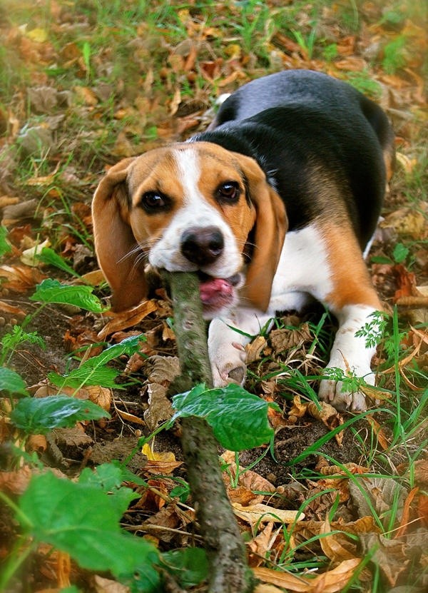 beagle dog stick play