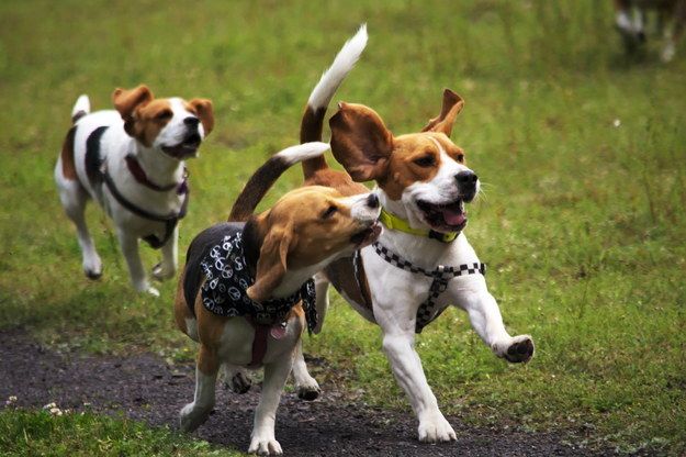 beagle friends running