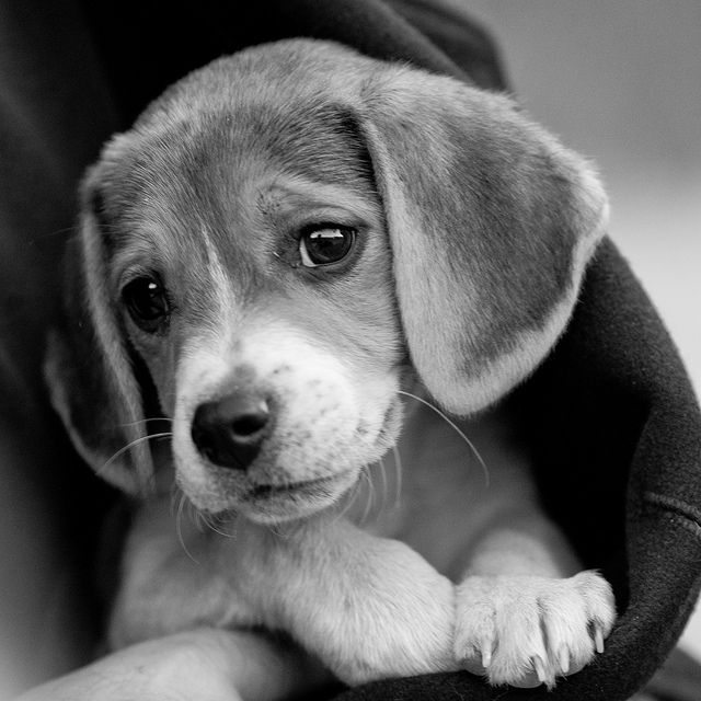 beagle puppy eyes