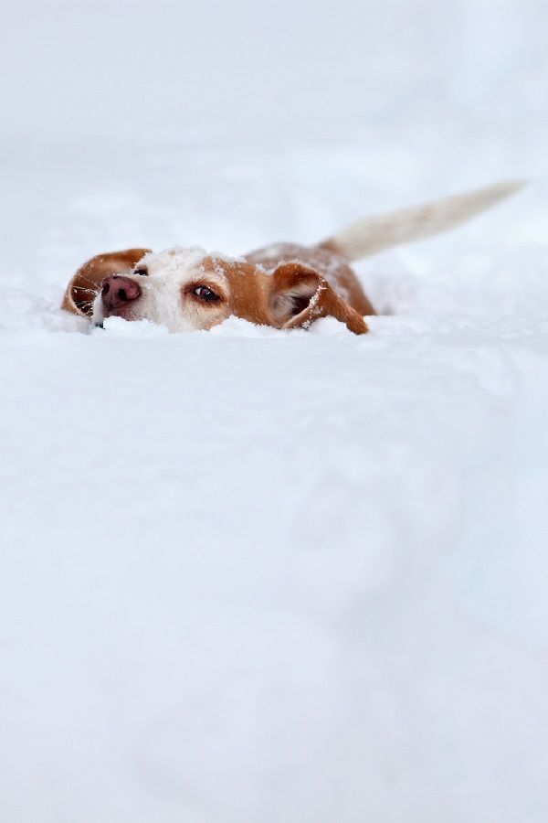 beagle snow deep fun