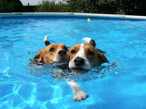 beagles water swim