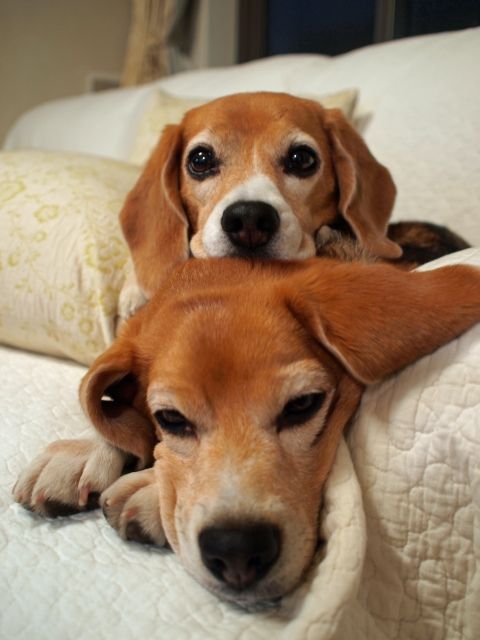beautiful beagles faces