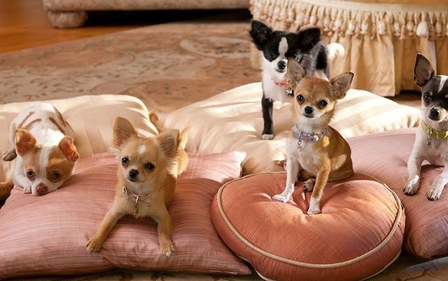 beautiful chihuahuas dogs