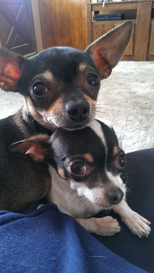 beautiful chihuahuas faces