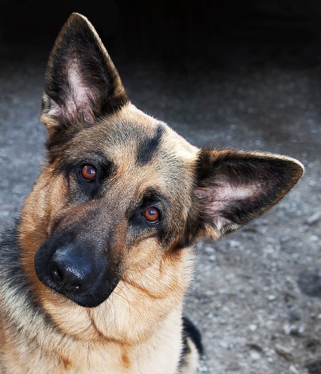 beautiful eyes photo face german shepherds