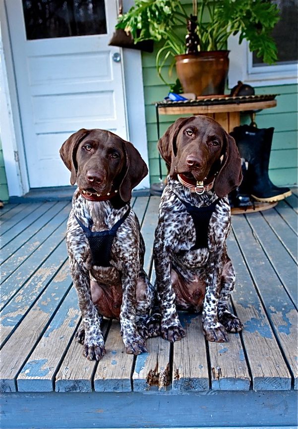 beautiful pointers pics