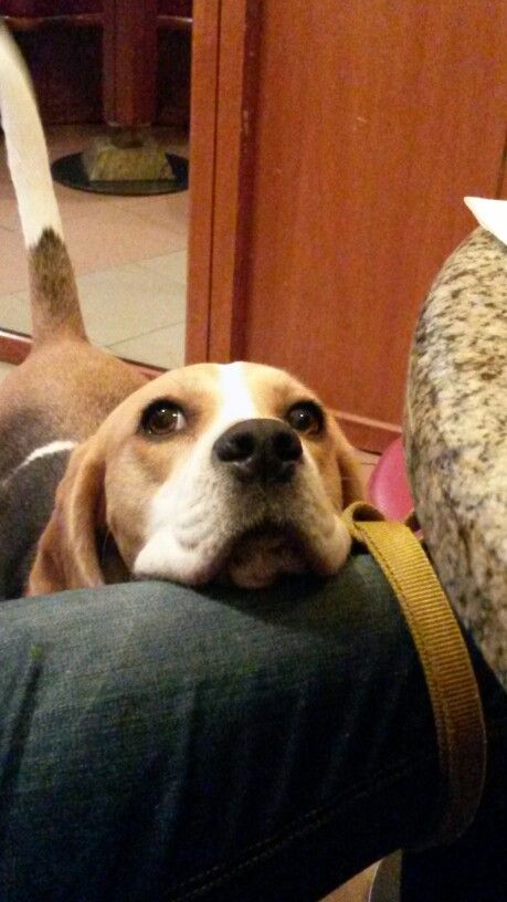 begging beagle photo