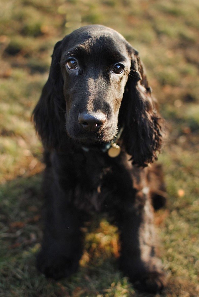 black cocker spaniel cute eyes