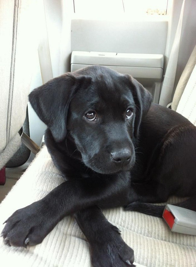 black lab puppy eyes car