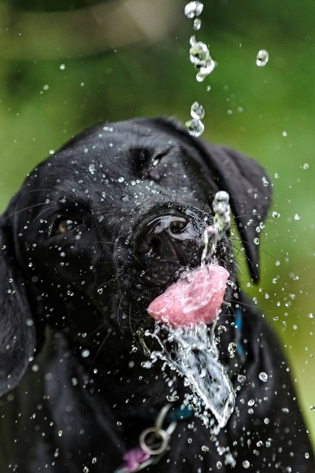 black lab water photo