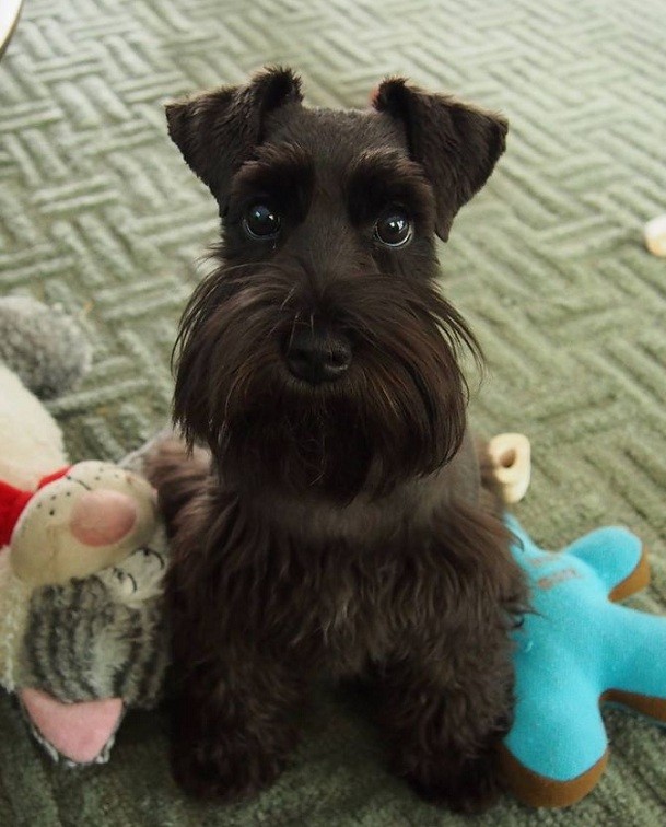 black schnauzer dog