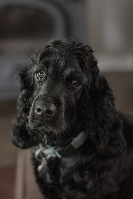 black spaniel face eyes