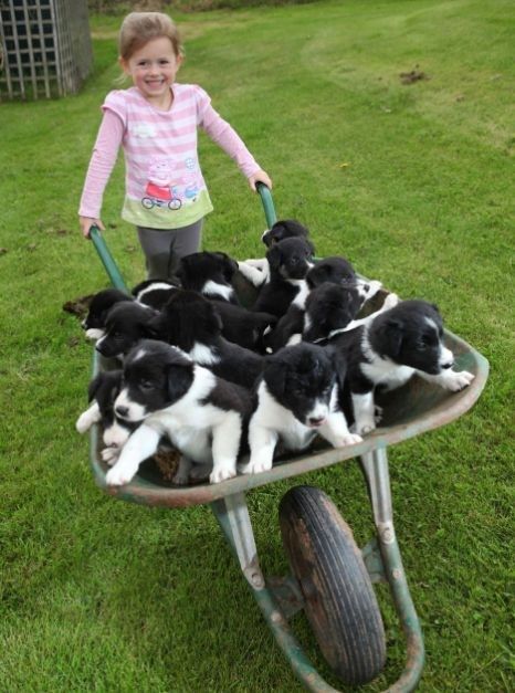 border collie puppies