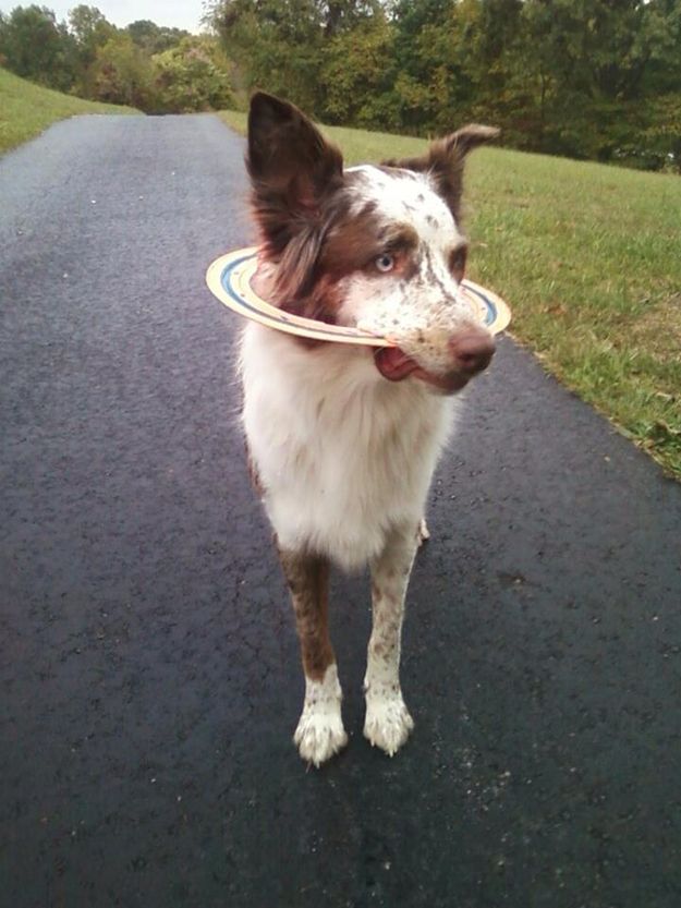 border collie toy funny