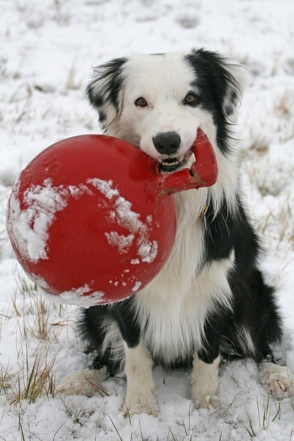 border collie toy