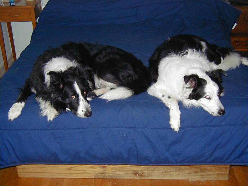 border collies on bed