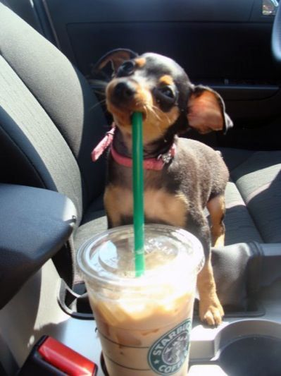 chihuahua drink starbucks