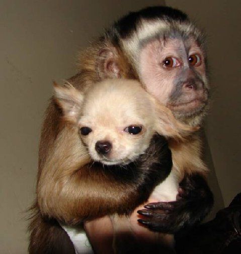 chihuahua frinds monkey