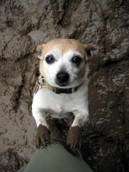 chihuahua mud